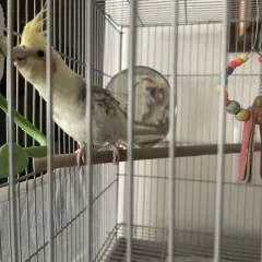 Caroline photo on Jungo Live