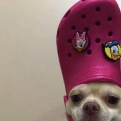 Tiffany photo on Jungo Live