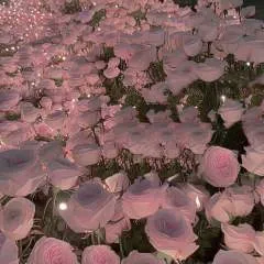 Tiffany photo on Jungo Live