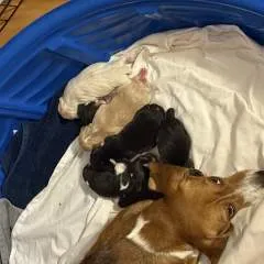 Caroline photo on Jungo Live