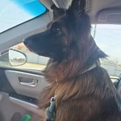 Daniel photo on Jungo Live