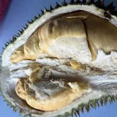 Sia photo on Jungo Live