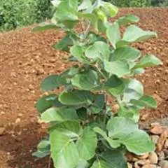 Nick photo on Jungo Live