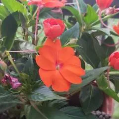 Mamazia photo on Jungo Live