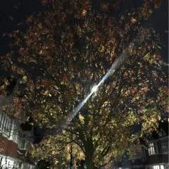 Deepoppy photo on Jungo Live