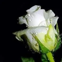 Gamel photo on Jungo Live