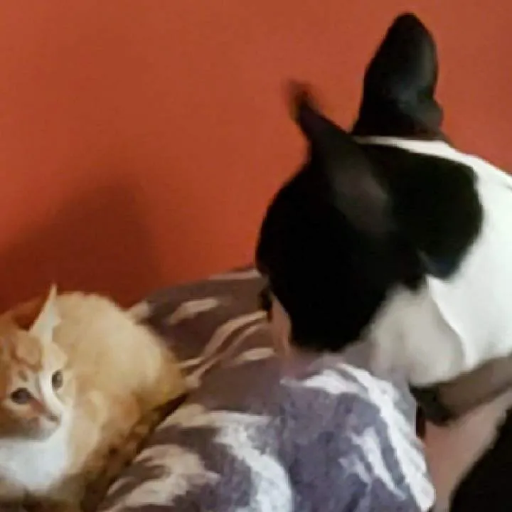 Ray Country Photo On Jungo Live