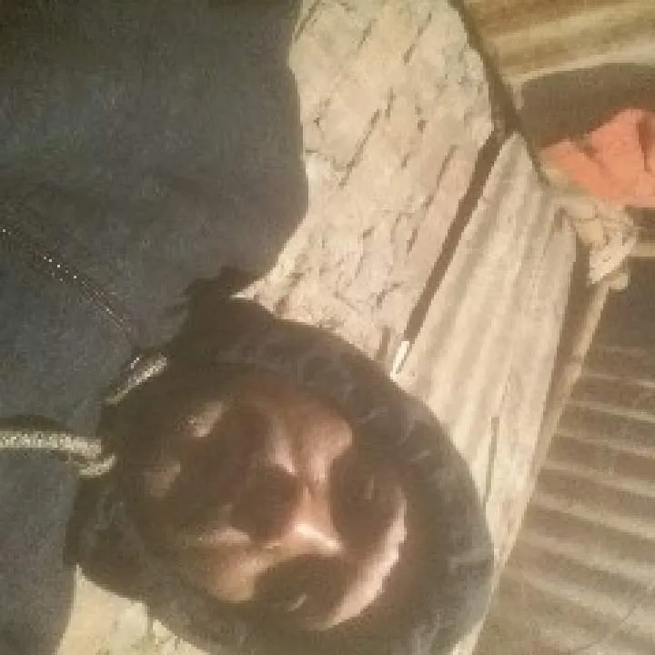 Jamu Photo On Jungo Live