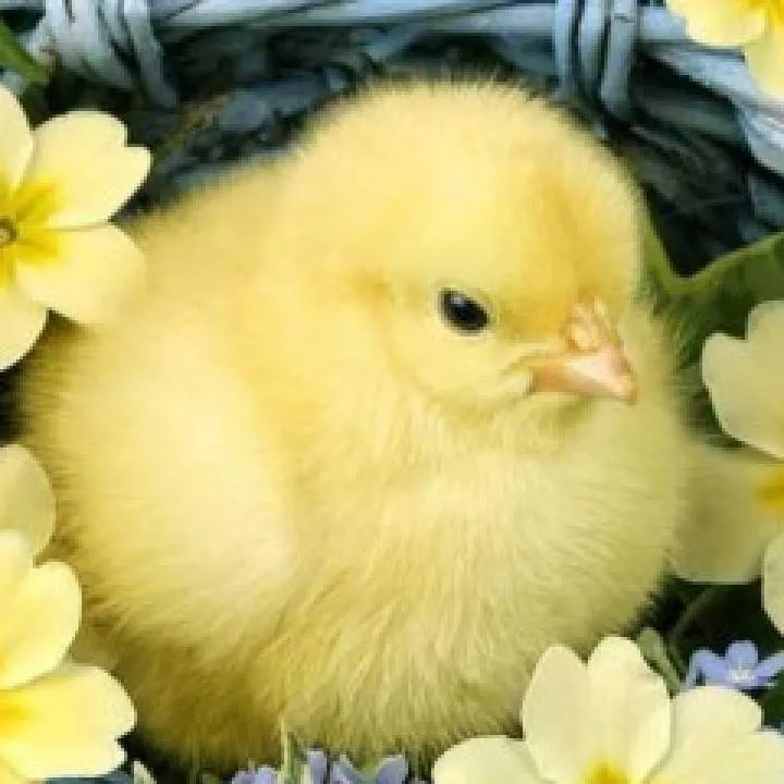 Nithesh Photo On Jungo Live