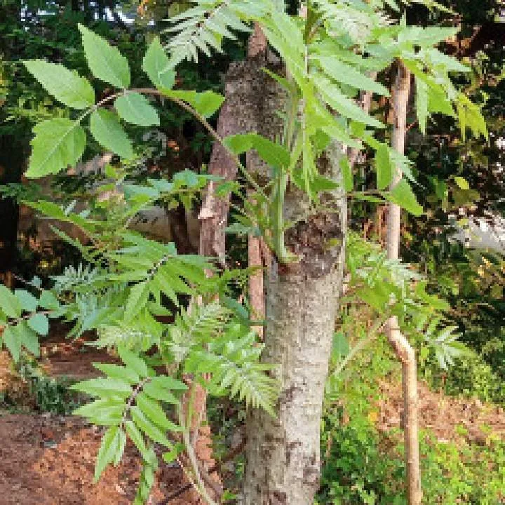 Su Photo On Jungo Live