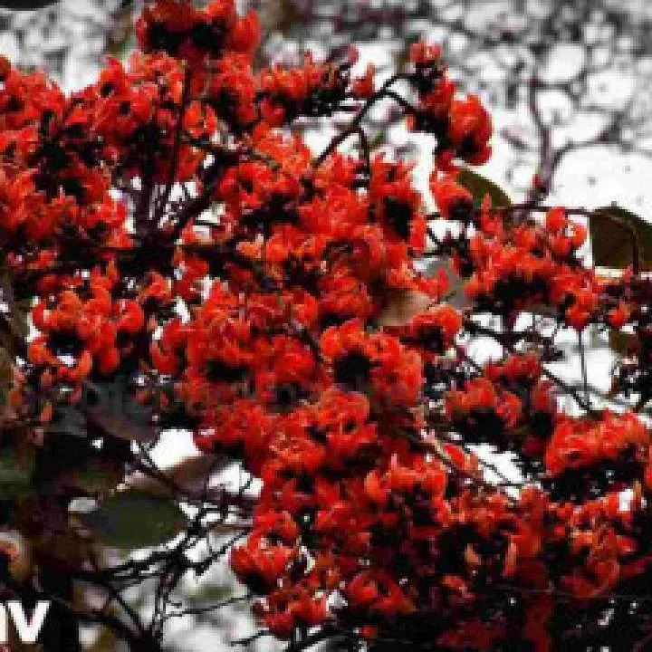 Rounak Photo On Jungo Live