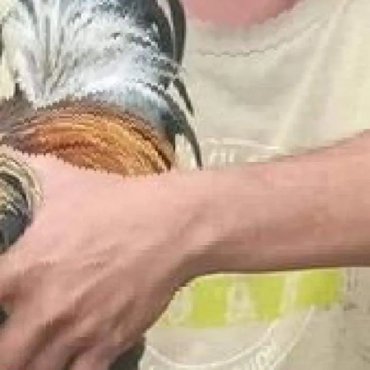 Vincentius Photo On Jungo Live