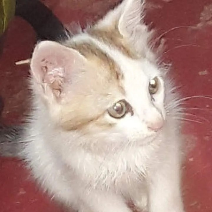 Achumon Photo On Jungo Live