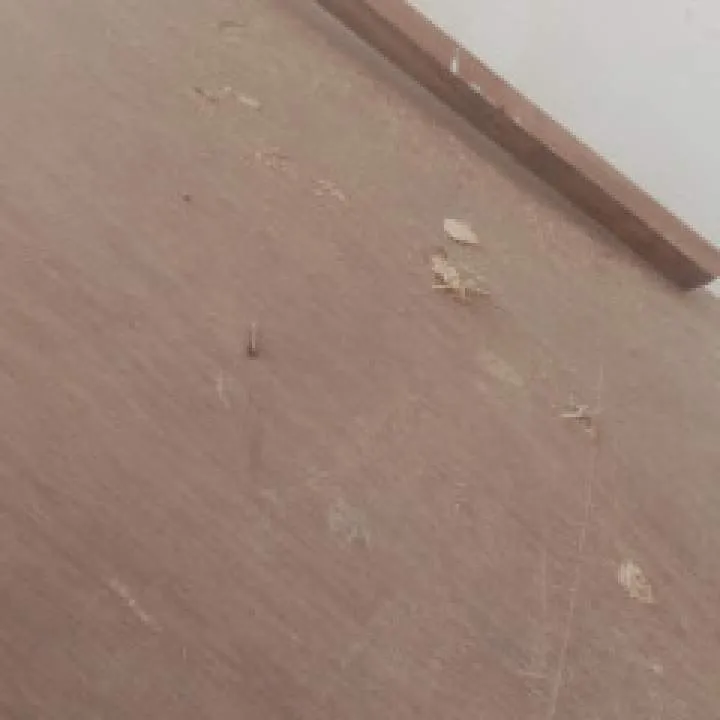 Preet Photo On Jungo Live