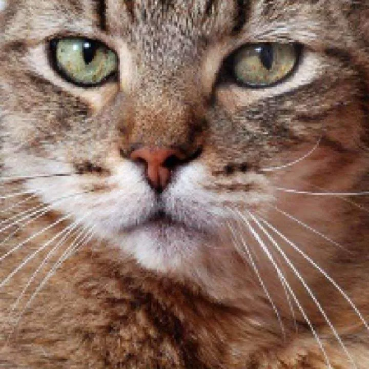 Reza Photo On Jungo Live