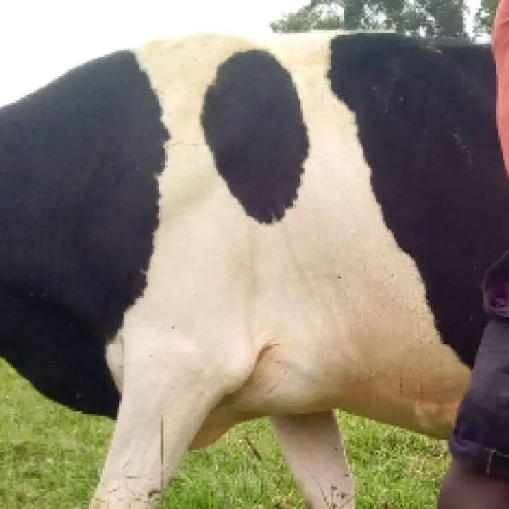 Fxxk Photo On Jungo Live