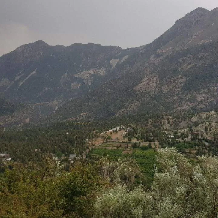 Mani Photo On Jungo Live