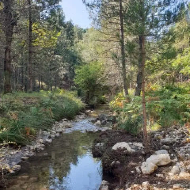 Simon Photo On Jungo Live