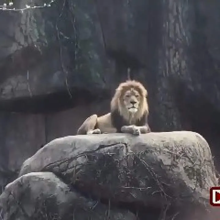 Bader Photo On Jungo Live