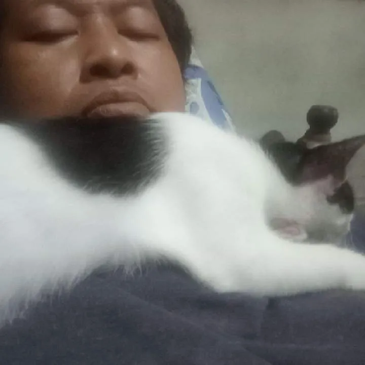 Papameow Photo On Jungo Live
