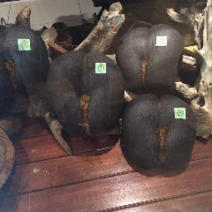 Guest Photo On Jungo Live