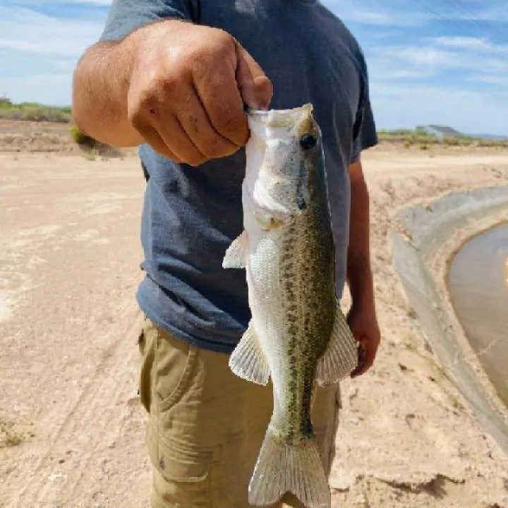 Lookn2cheat Photo On Jungo Live