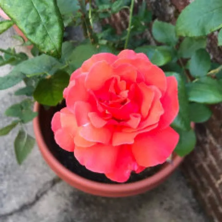 Looking For Couple Photo On Jungo Live