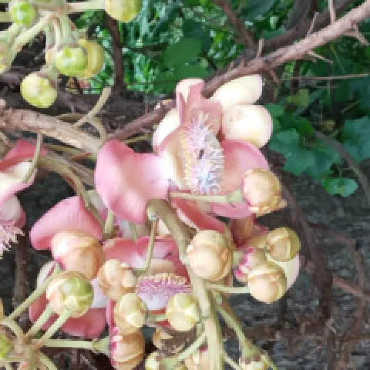 Ram Photo On Jungo Live