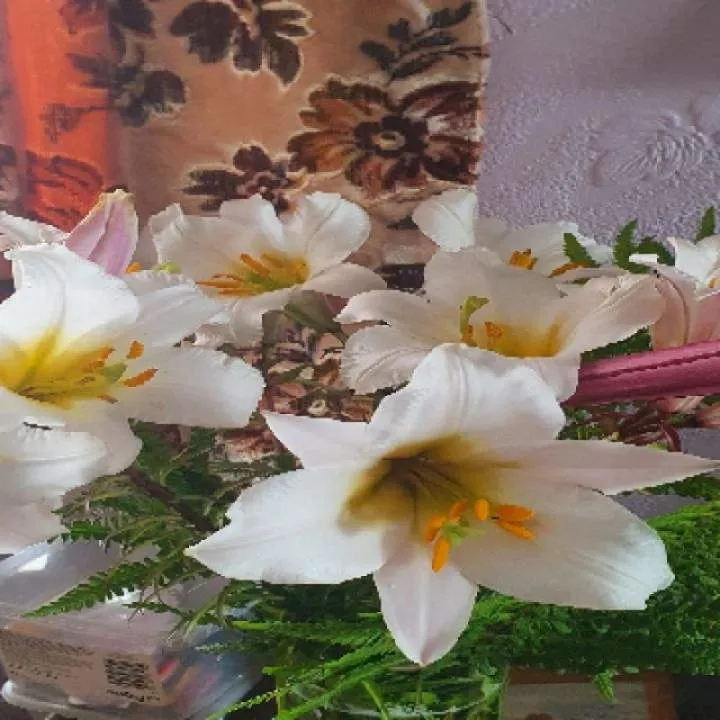 Ids Photo On Jungo Live