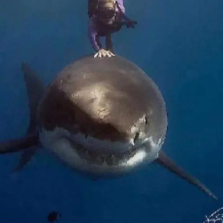 Tokyoprince Photo On Jungo Live