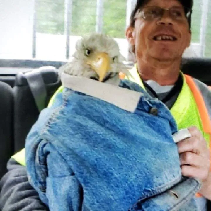 Haywire Photo On Jungo Live