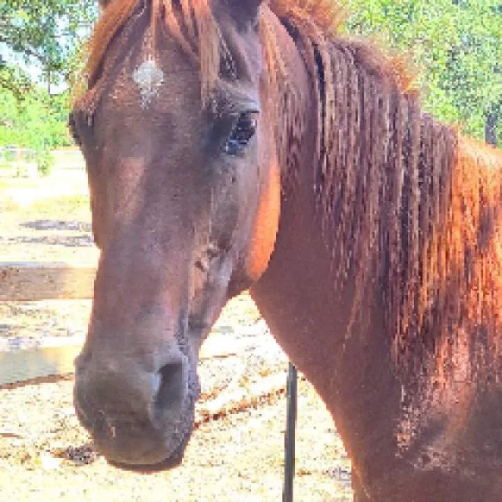 Azhorseman Photo On Jungo Live