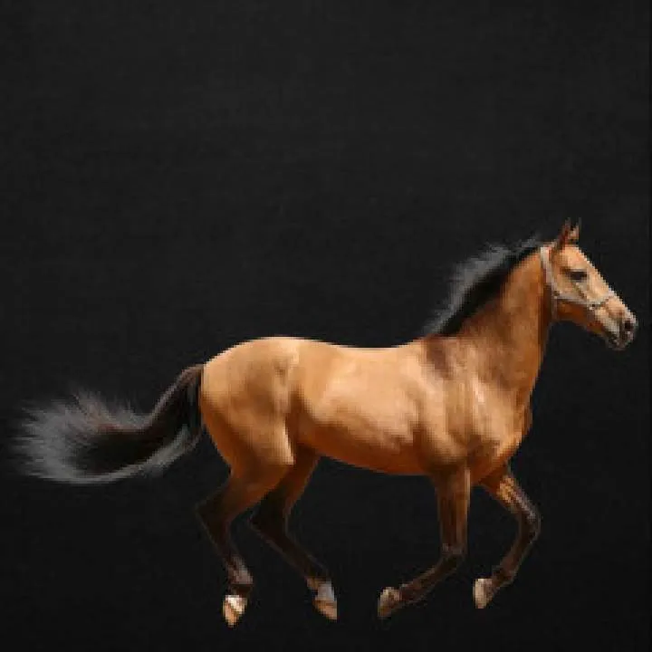 Mudiraj Photo On Jungo Live