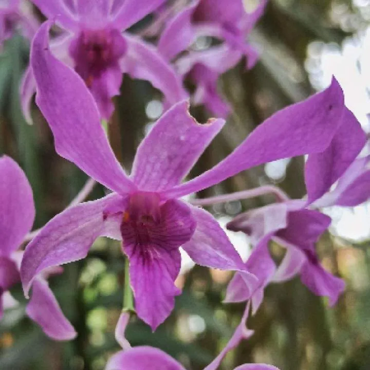 Dicky Photo On Jungo Live