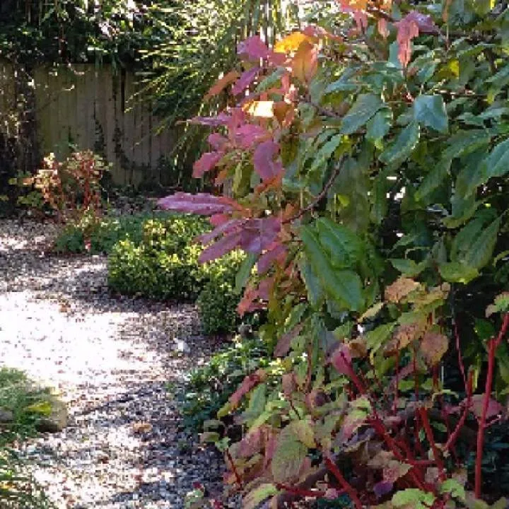 Snoopy Photo On Jungo Live