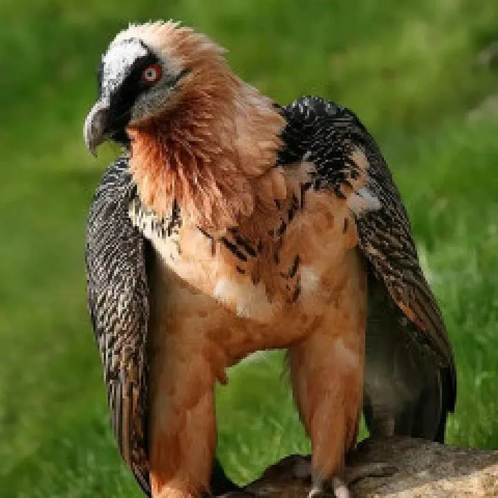 Muda Photo On Jungo Live