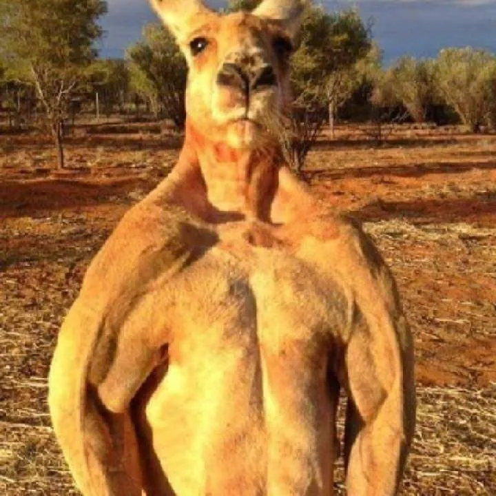 Kangarooo Photo On Jungo Live