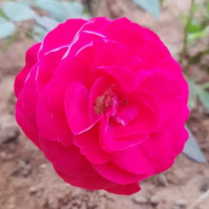 Rs Photo On Jungo Live