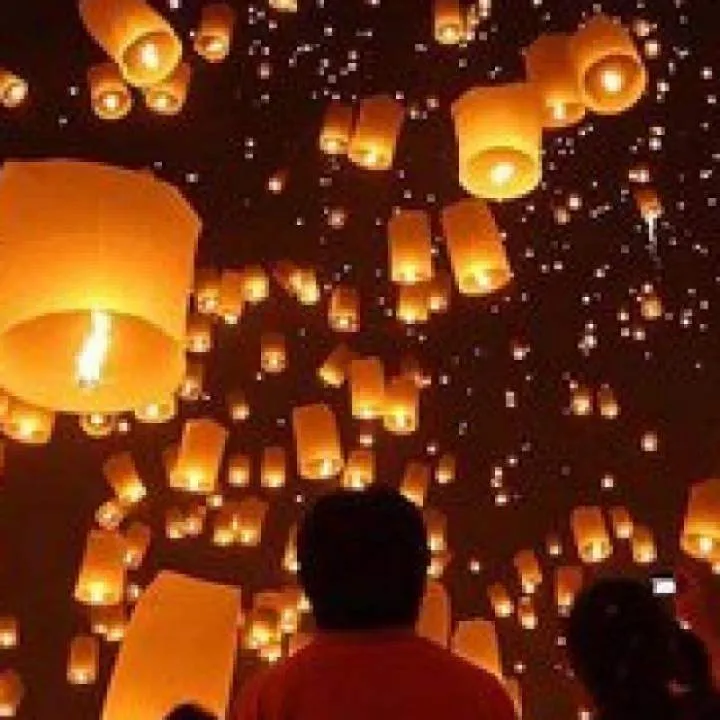 Dolphin Photo On Jungo Live