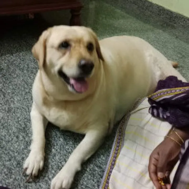 Snow Photo On Jungo Live