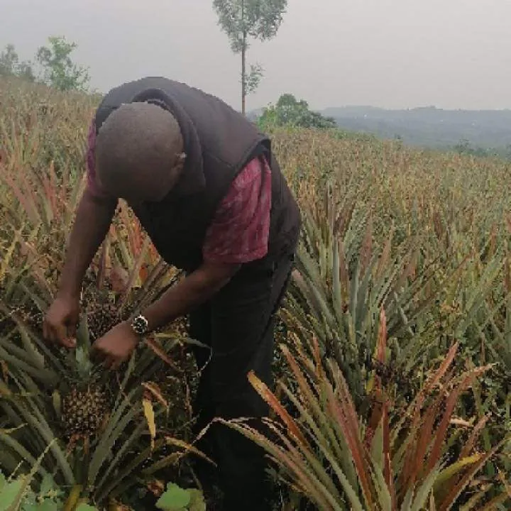 Wills Photo On Jungo Live