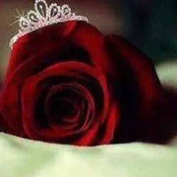 Harry Photo On Jungo Live