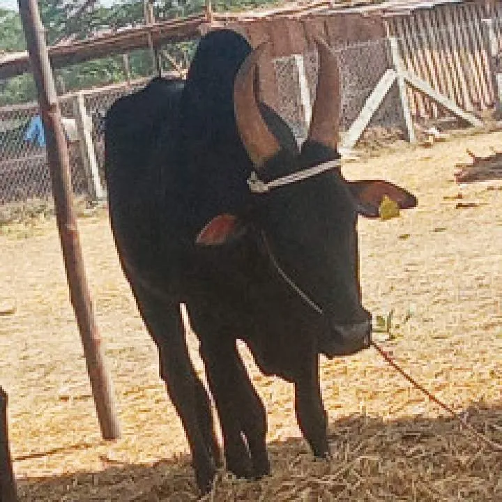 Nandhu Photo On Jungo Live