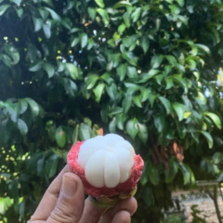 Rohaimi Photo On Jungo Live