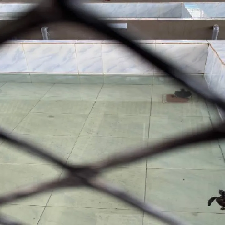 King Photo On Jungo Live