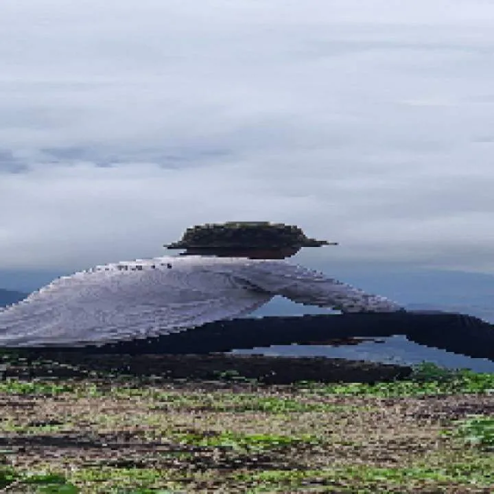 Mr.t Photo On Jungo Live