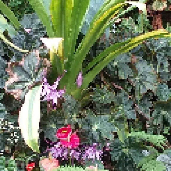 Guest Photo On Jungo Live