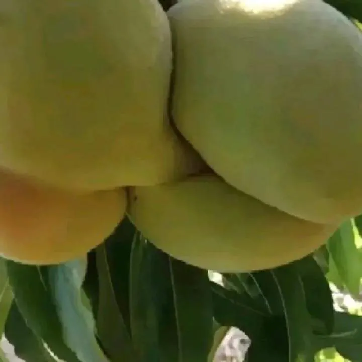 Ashu Photo On Jungo Live