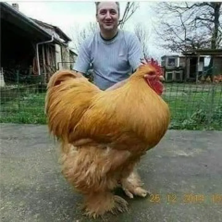 Gimmy Photo On Jungo Live