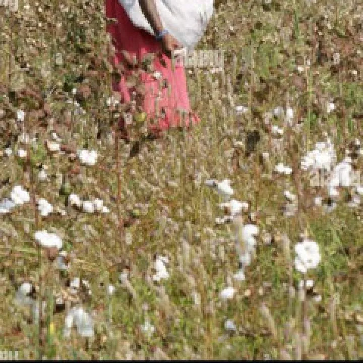 Corfonpicker Photo On Jungo Live